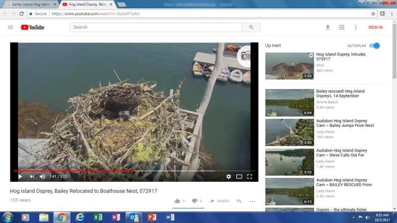 osprey, Audubon, hog island, web cam, Bailey